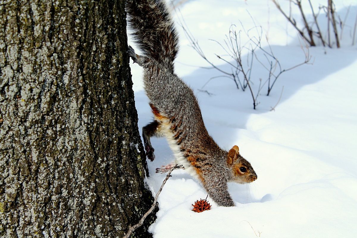 a walk in the snow ...