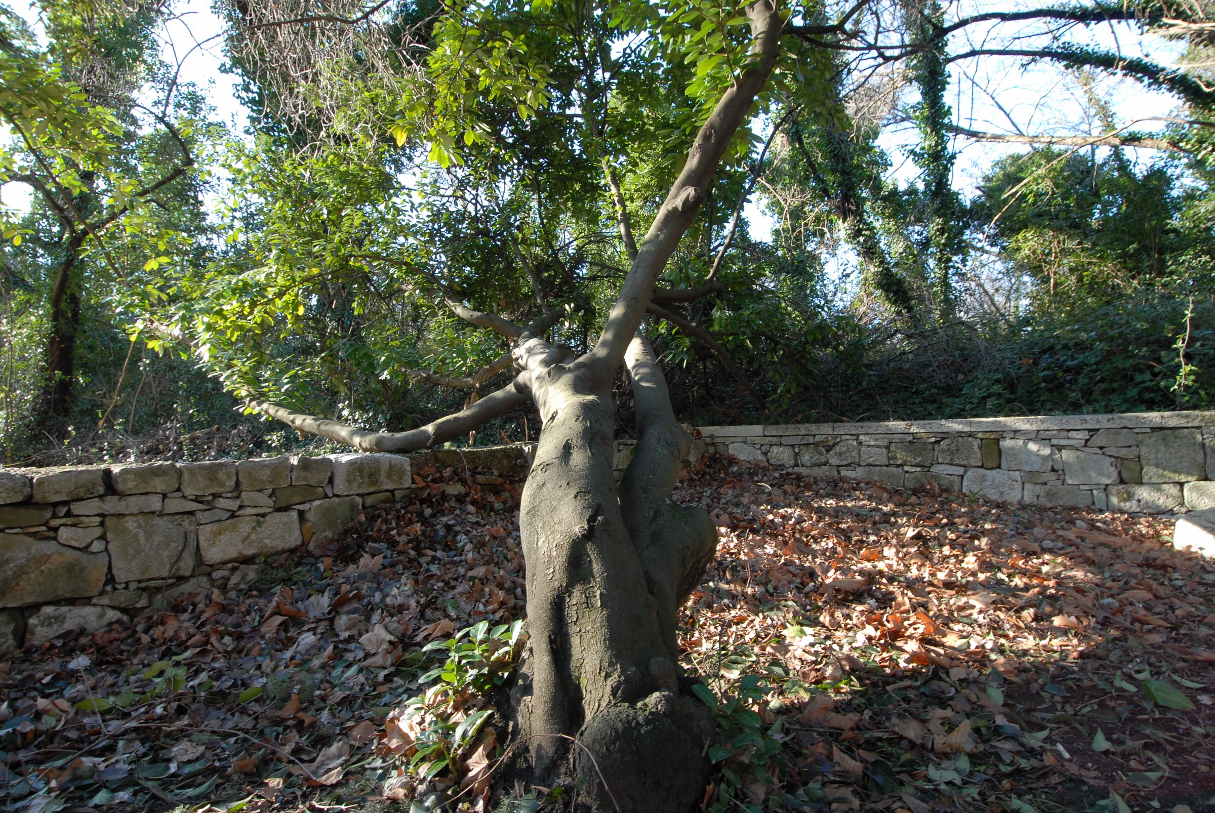 "With open arms"-S. John of Duino- TS