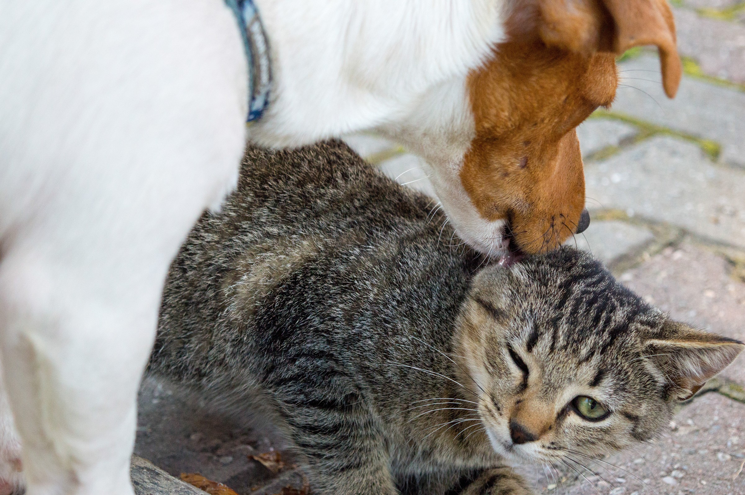 Proprio come cane e gatto