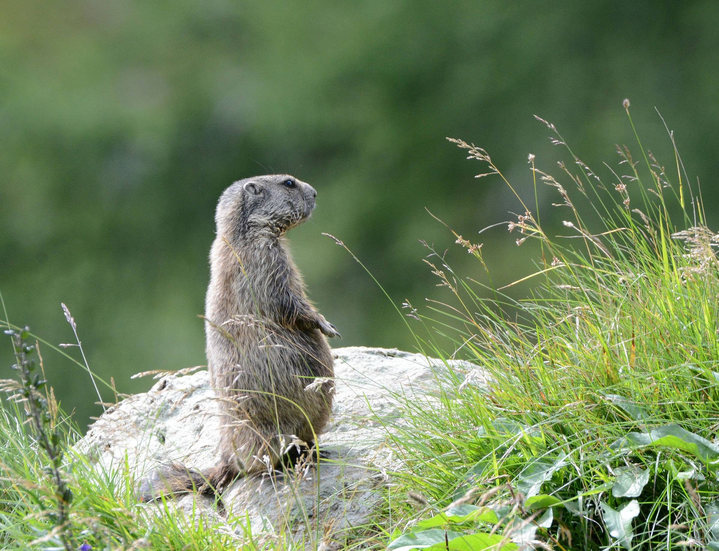 marmot