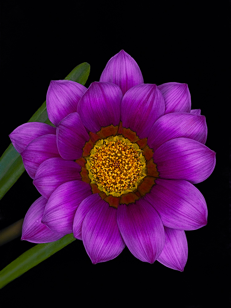 Il re dei fiori in estate