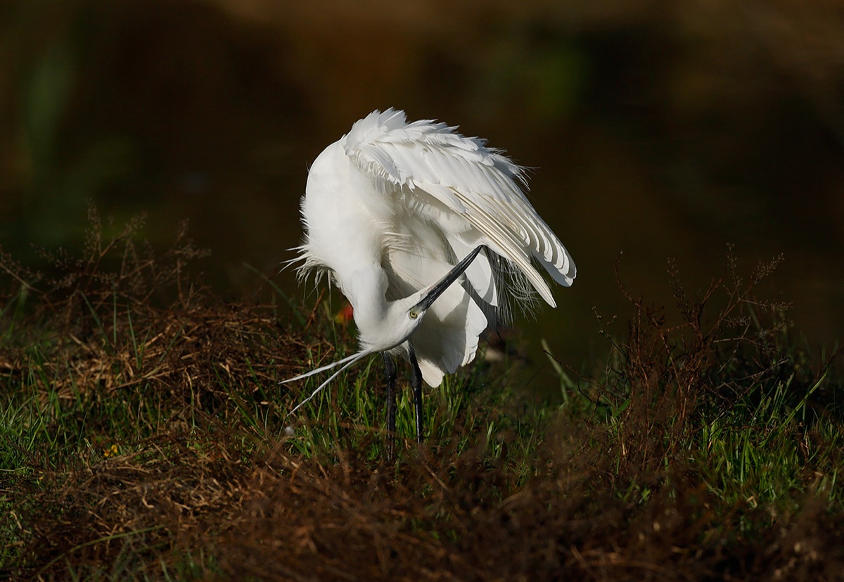 Pulizie mattutine....