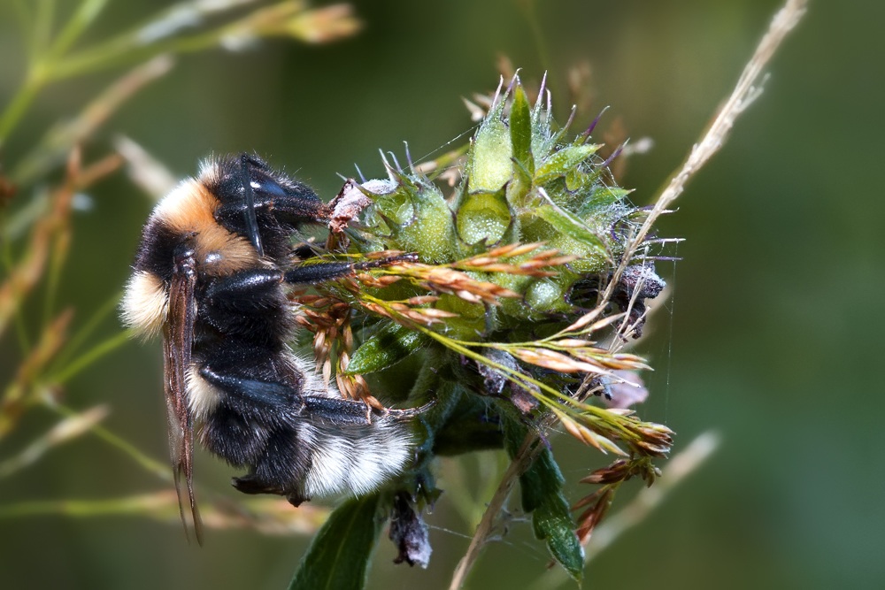 Bombus jonellus