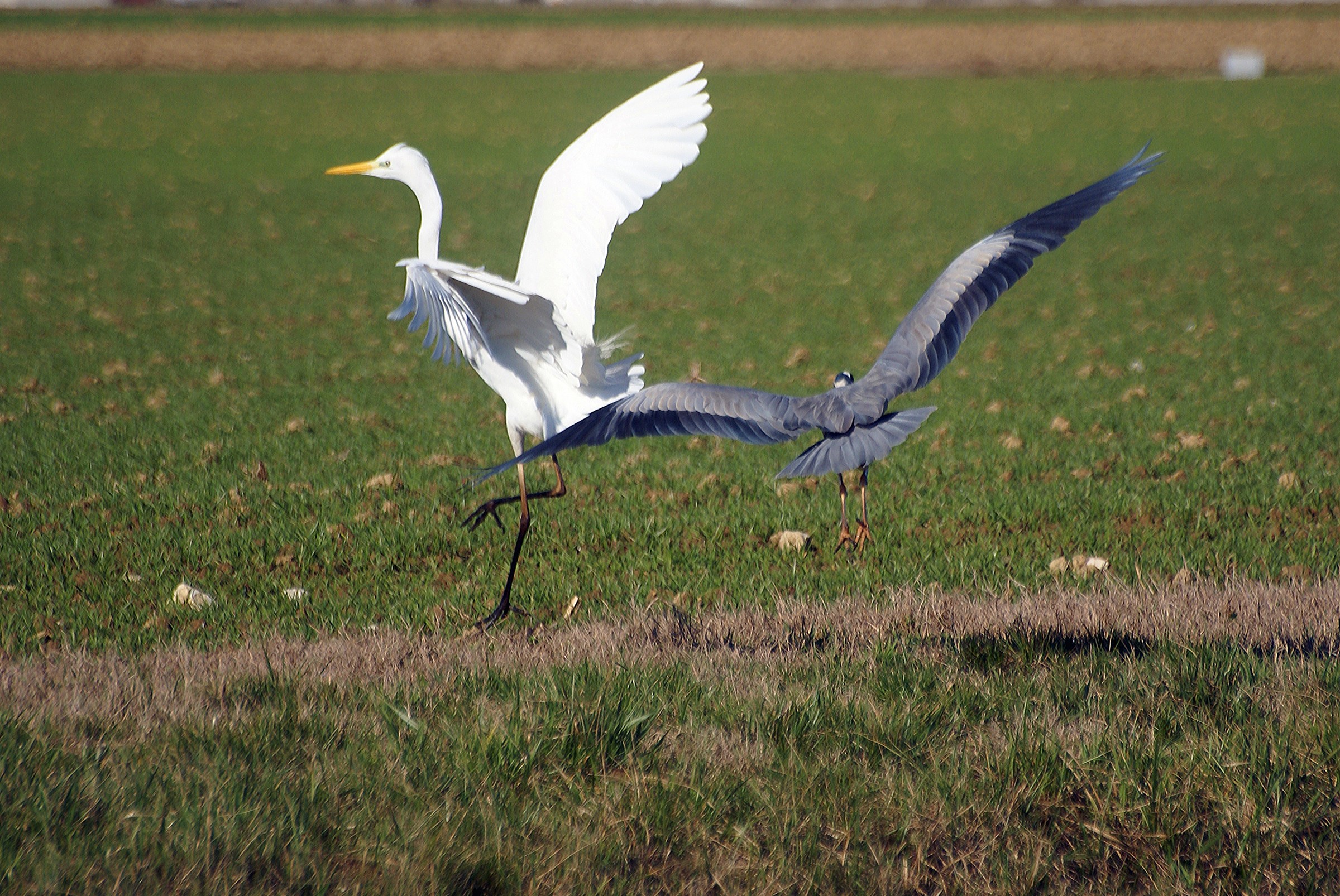 Aurone bianco è cenerino