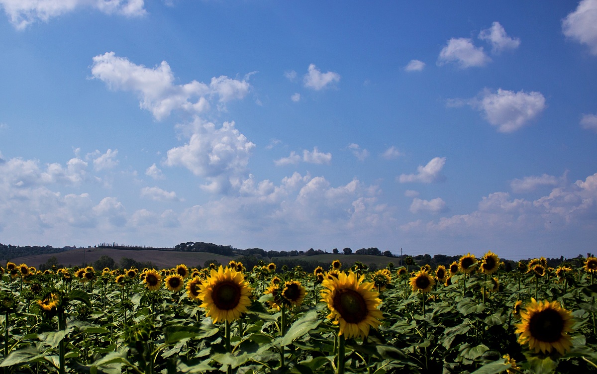 Campagna della Val d'Orcia