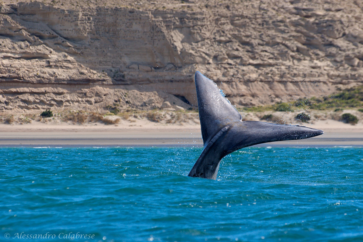 Balena franca australe