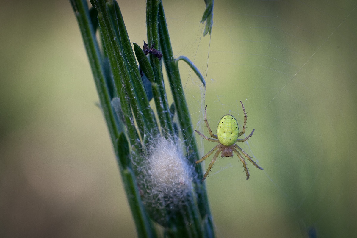 Itsy Bitsy Spider...