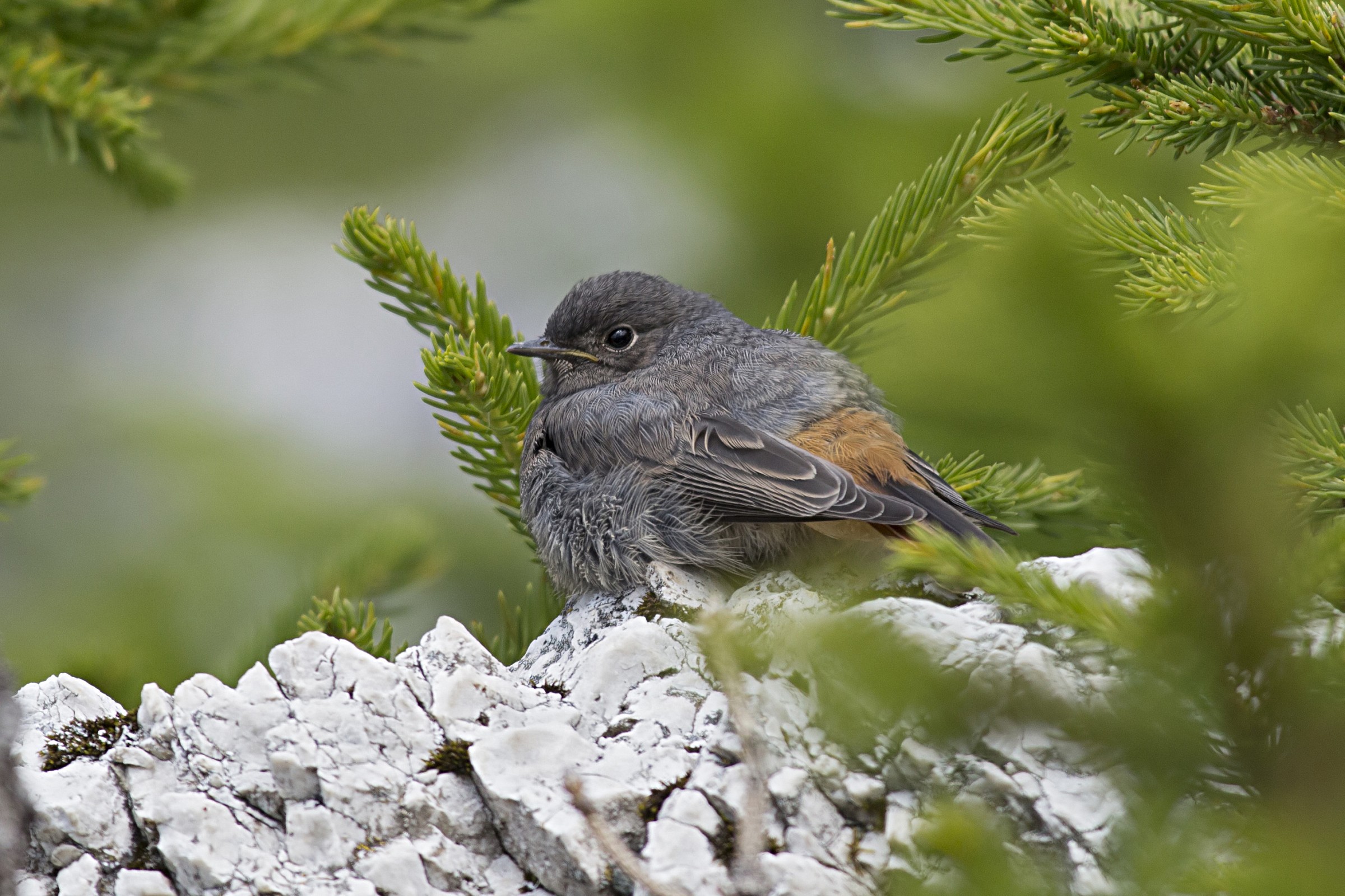 Codirosso spazzacamino juv.