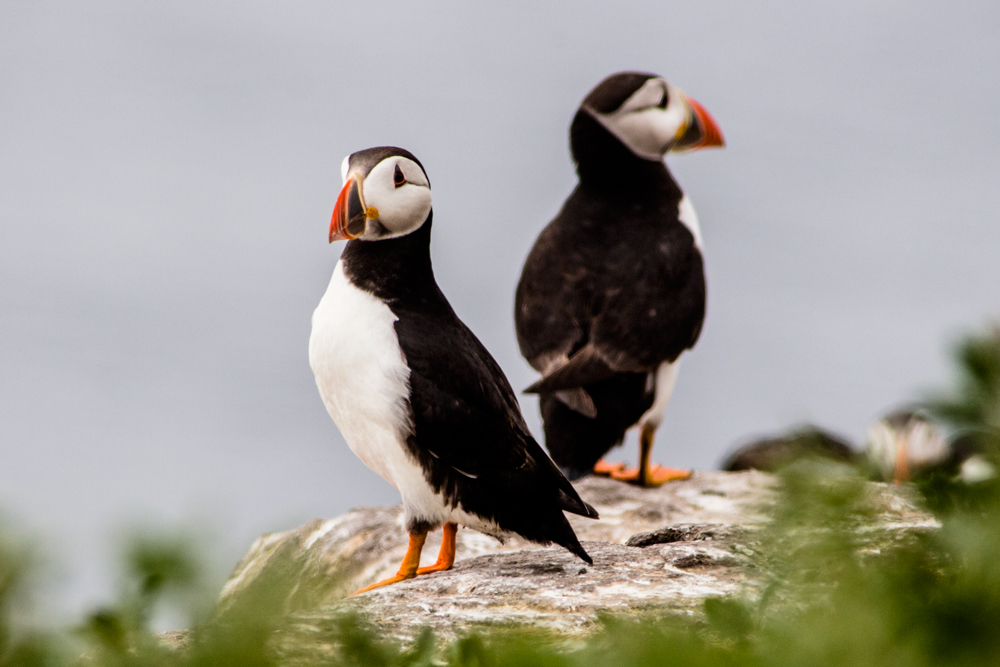 Puffin, 5