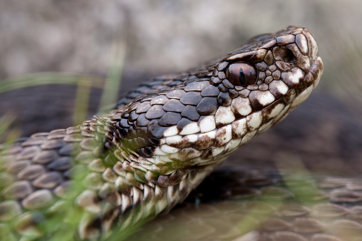 Vipera berus - Portrait