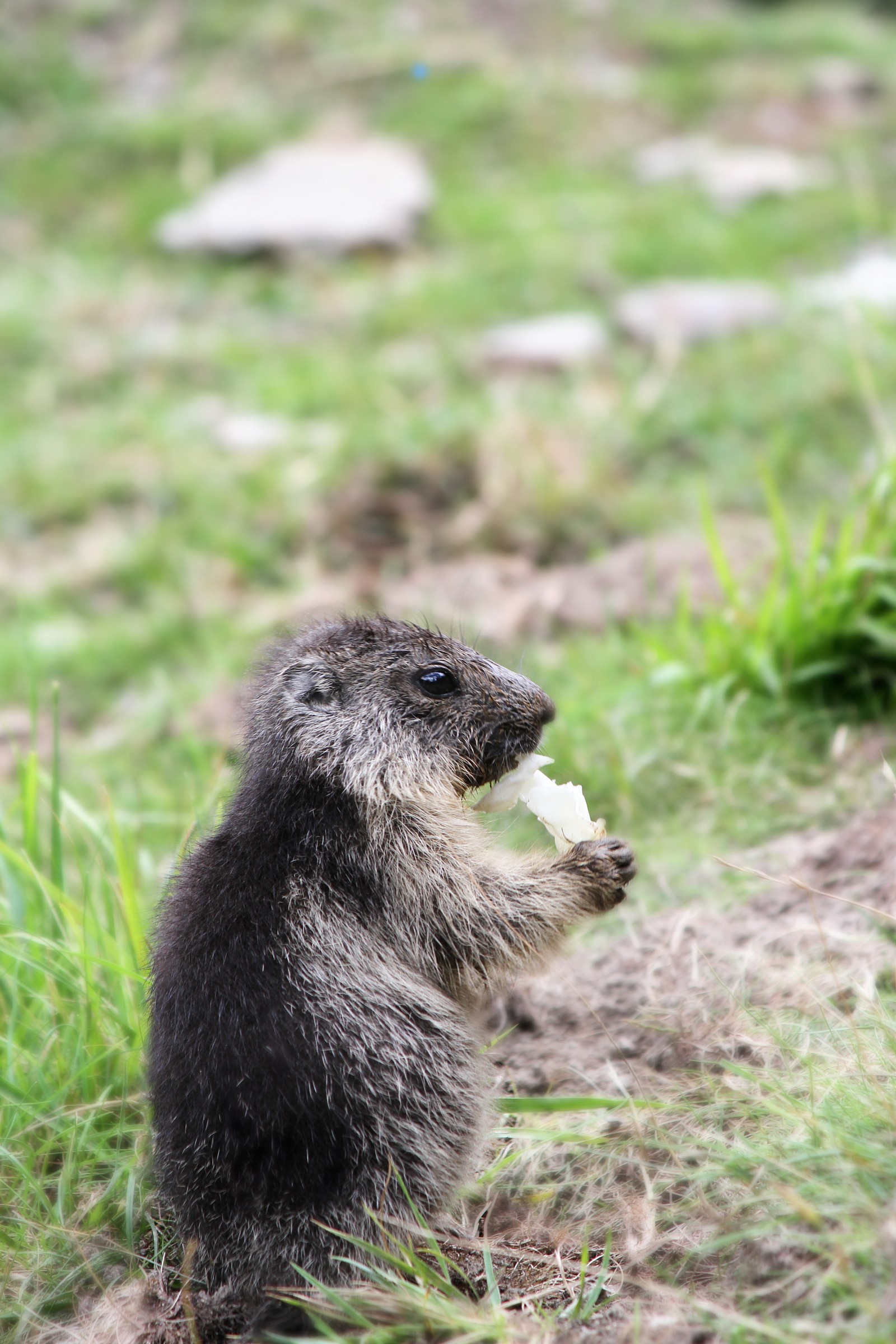 natural park of introd