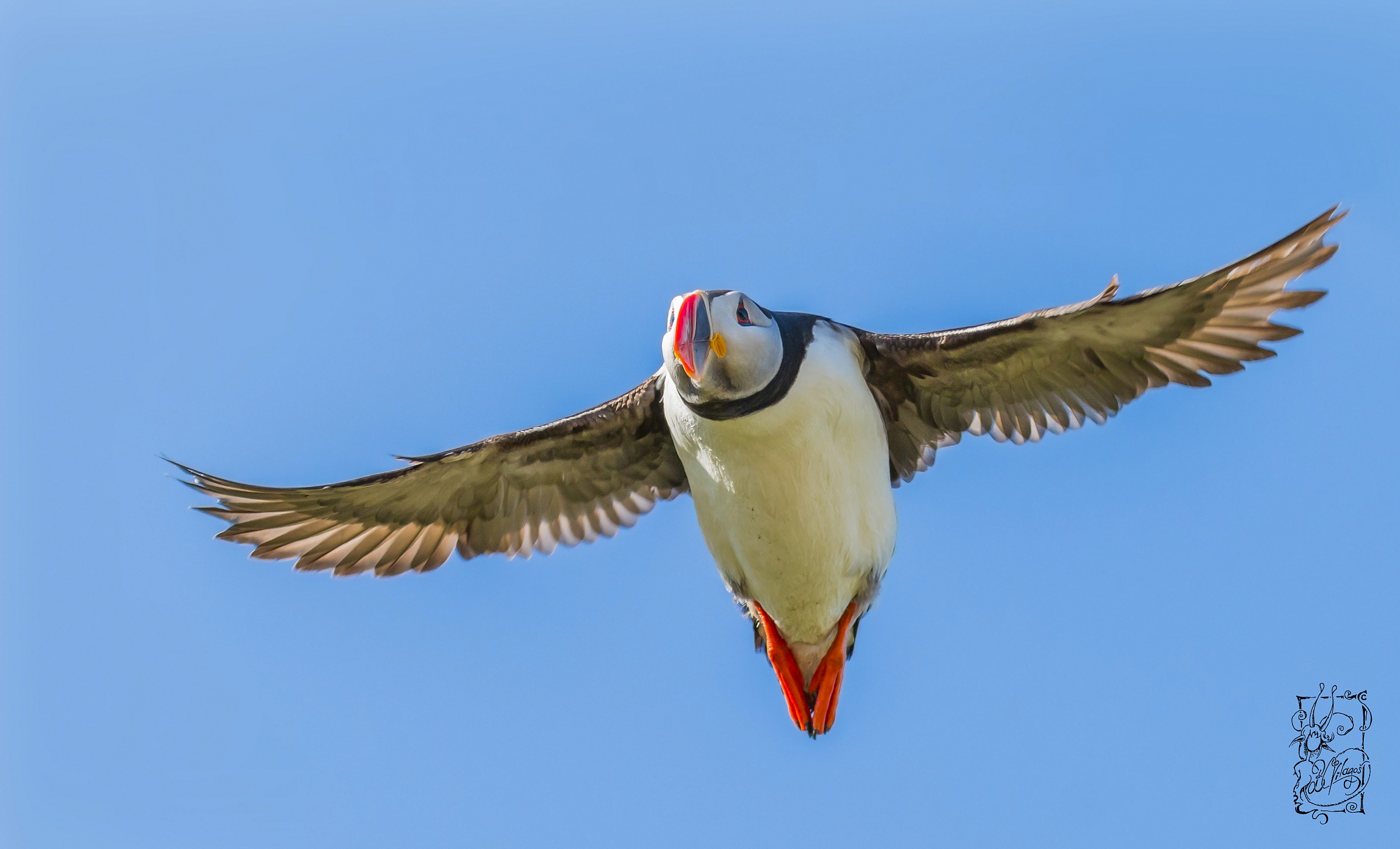 Puffin, Puffin, Fratercula arctica