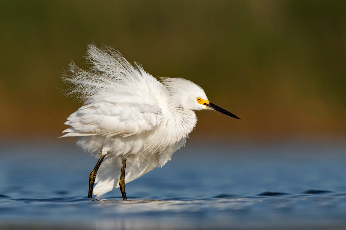 Snowy egret