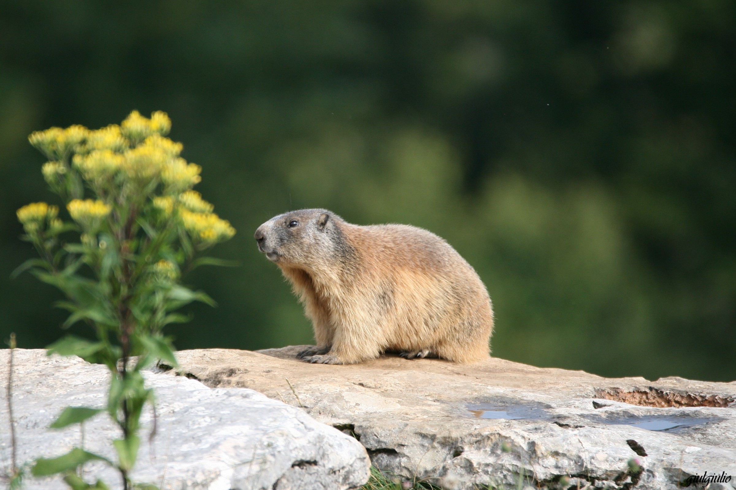 marmot