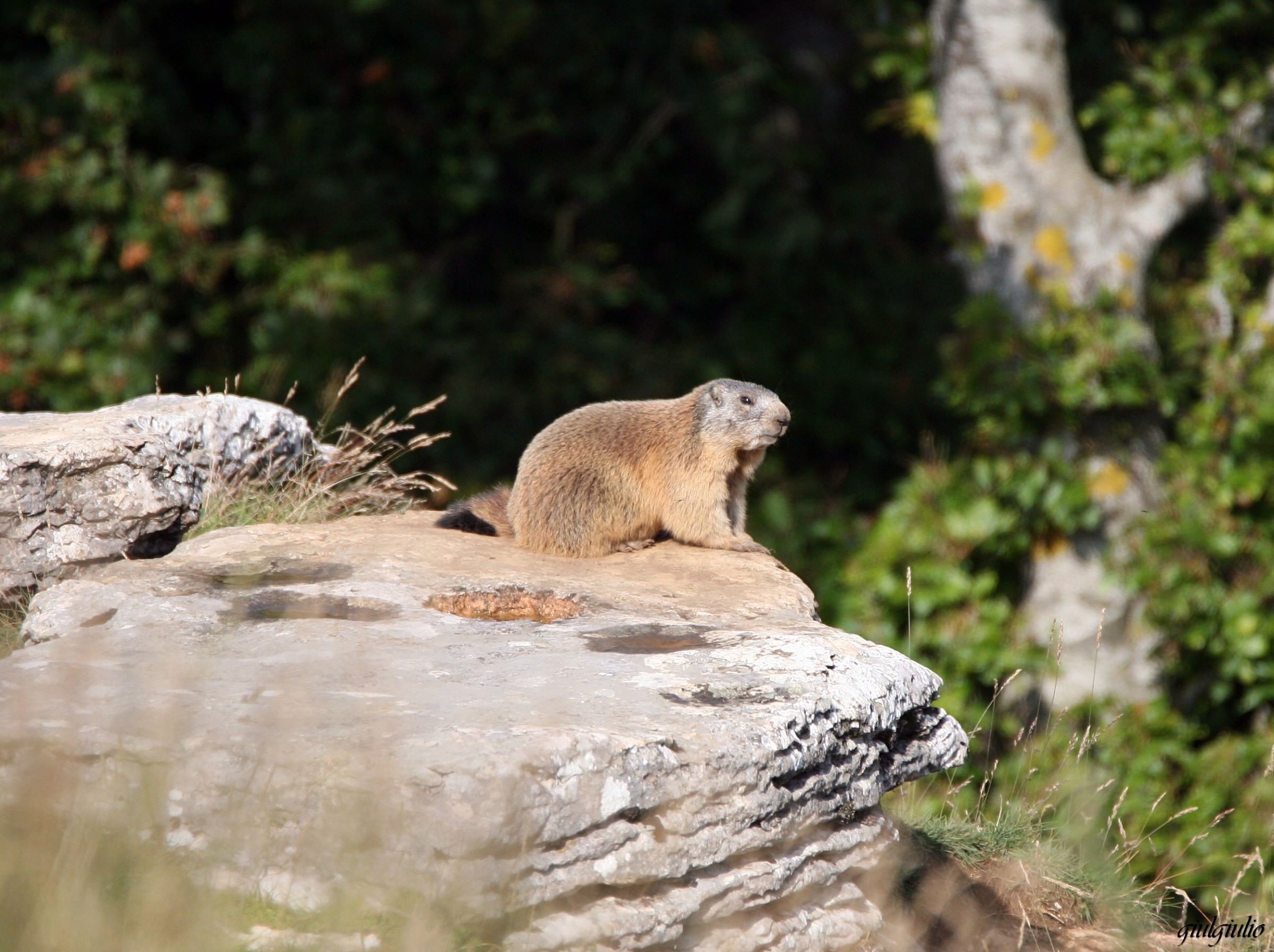 marmot
