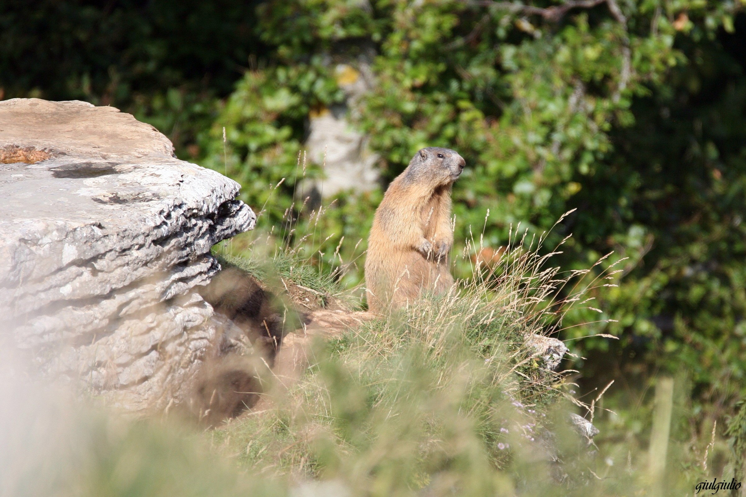 marmot
