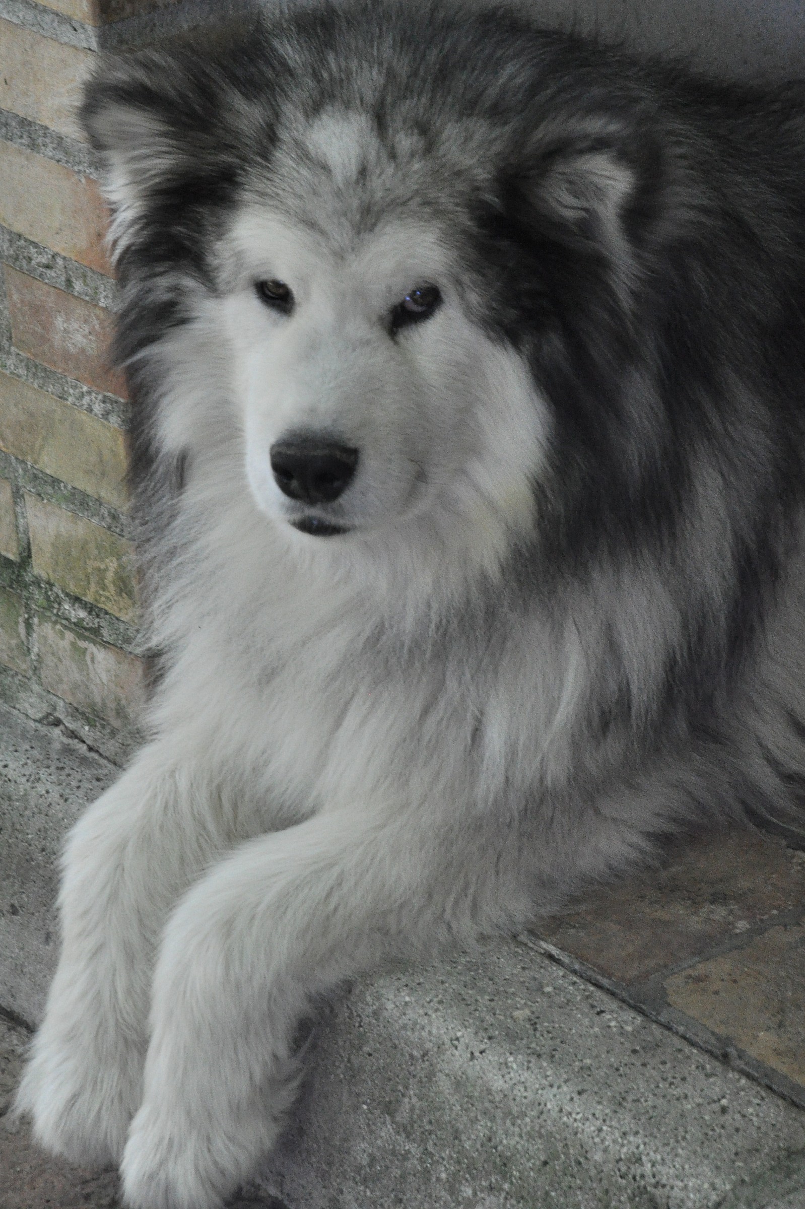 Alaskan Malamute