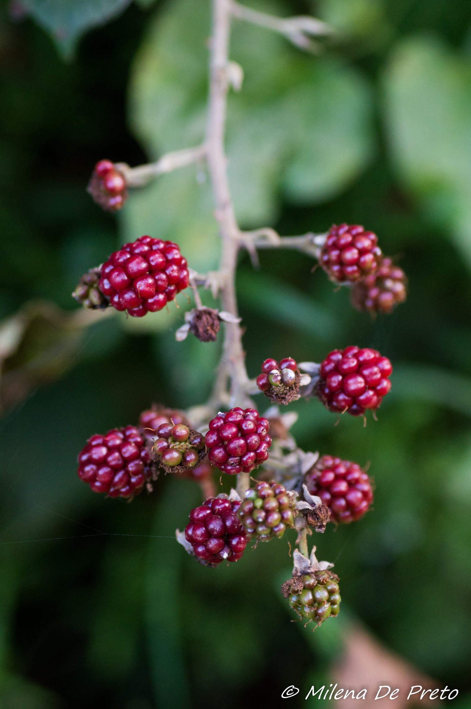 wild blackberries