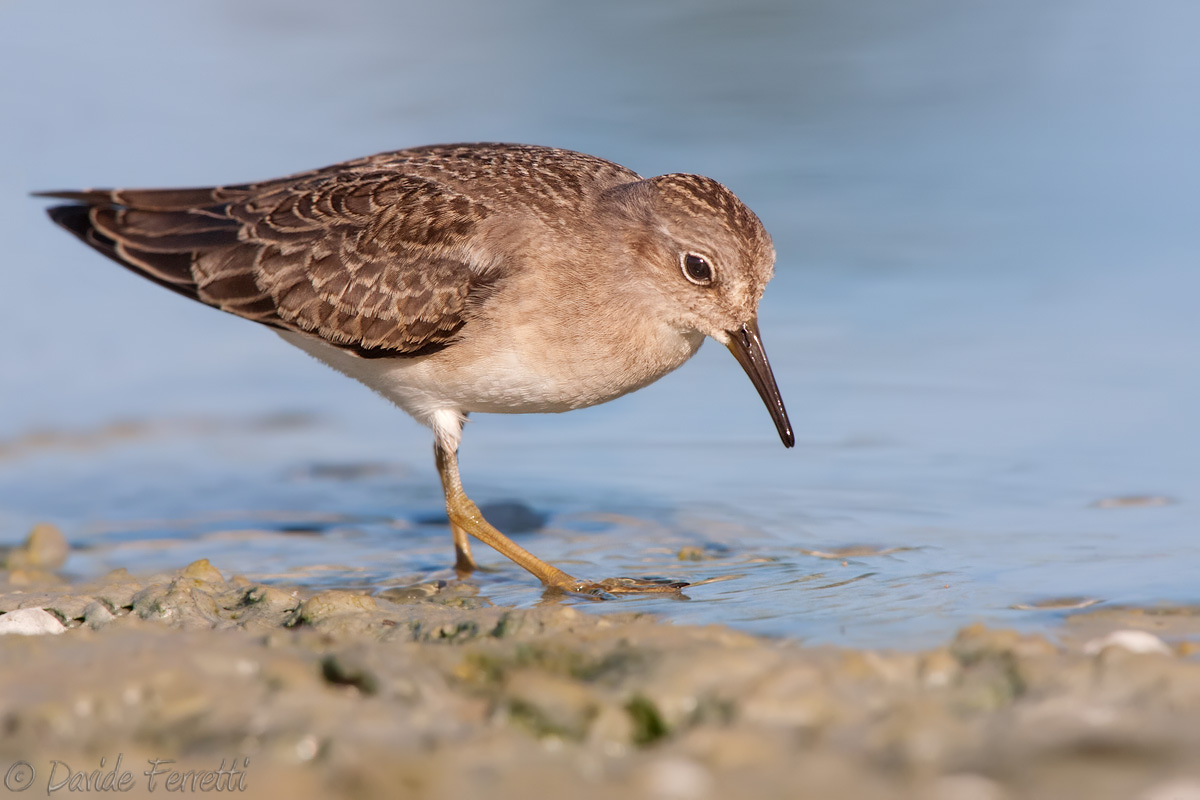 Young broad-billed nano