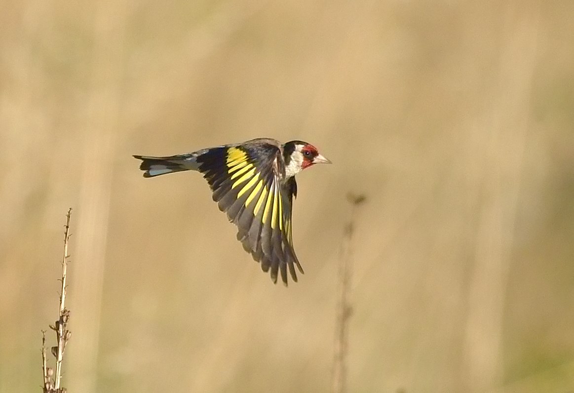The flight of the Goldfinch