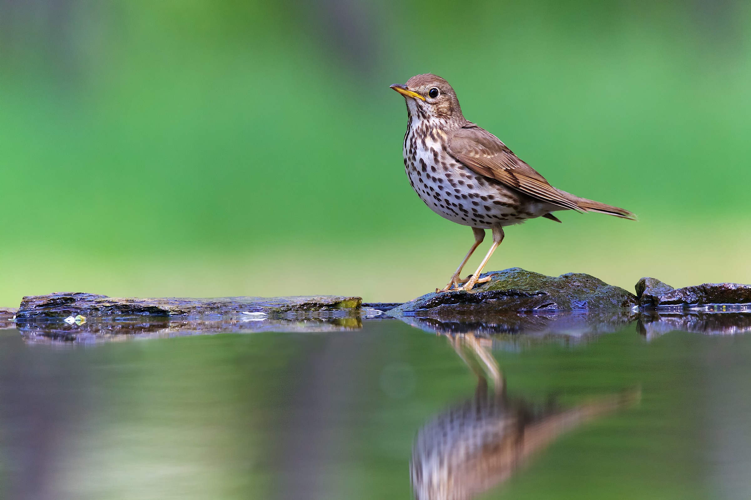 Anthus trivialis - Prispolone