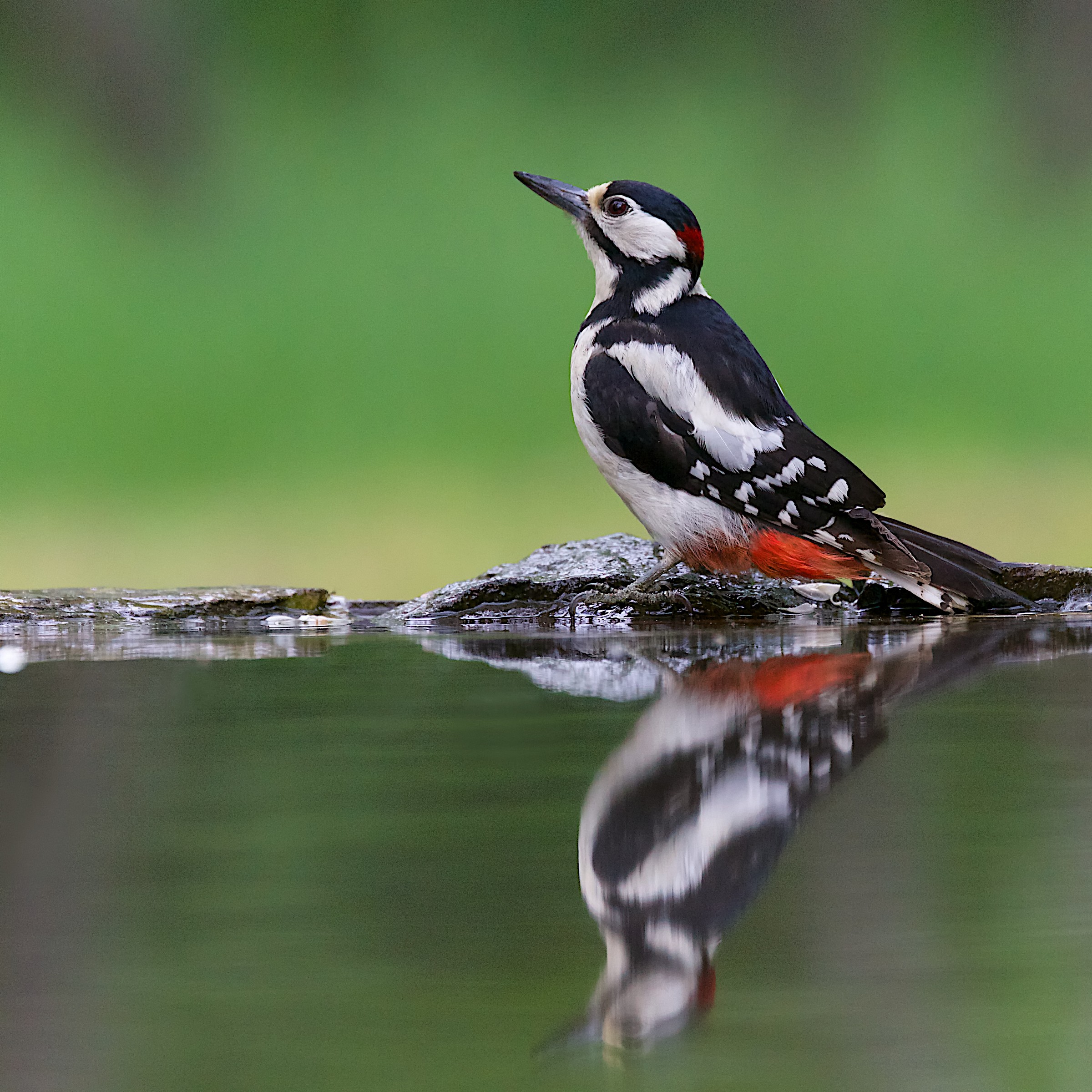Great Spotted Woodpecker