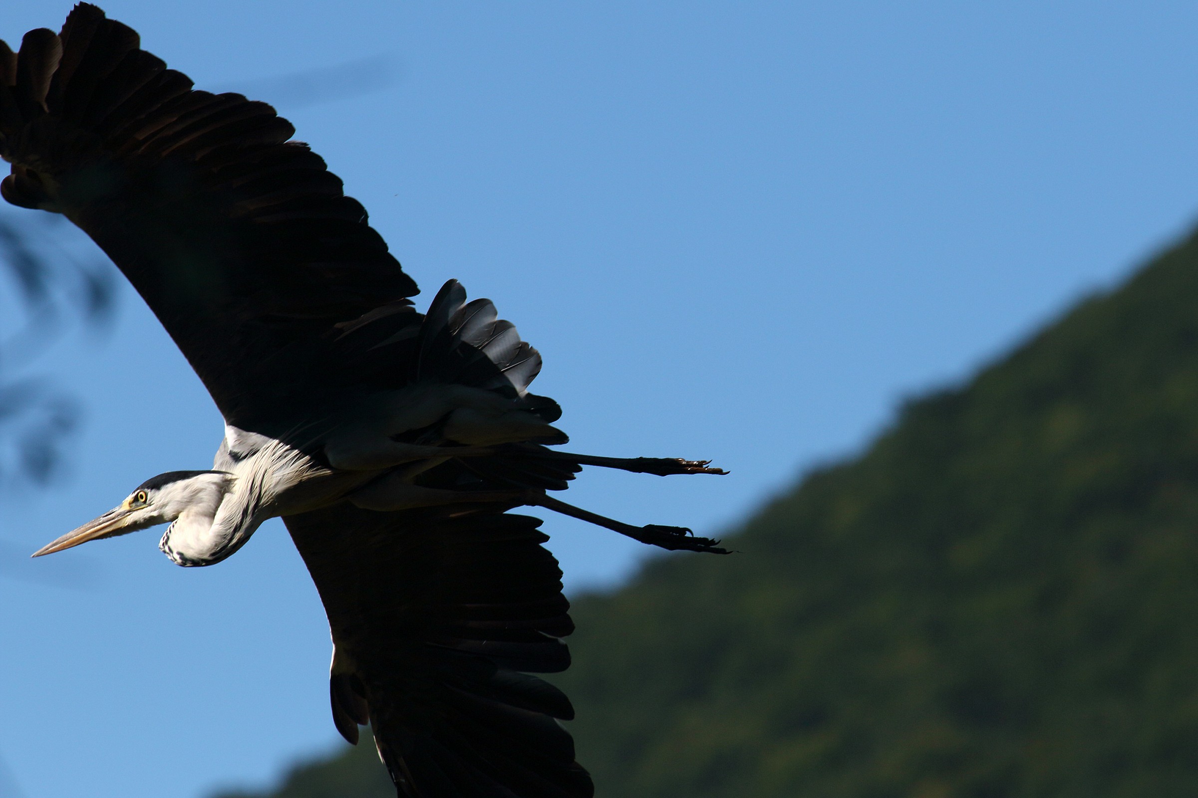 Greetings from Mom heron