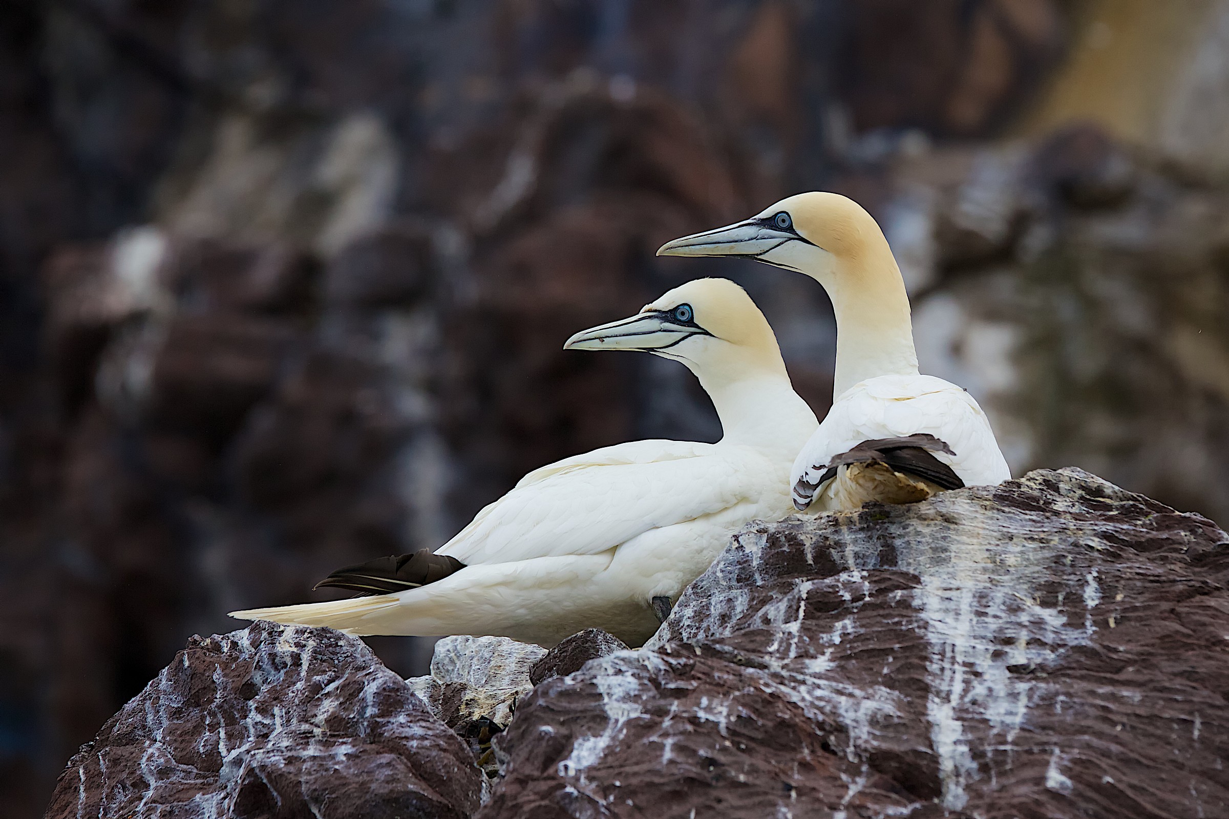 Coppia di Northern Gannet