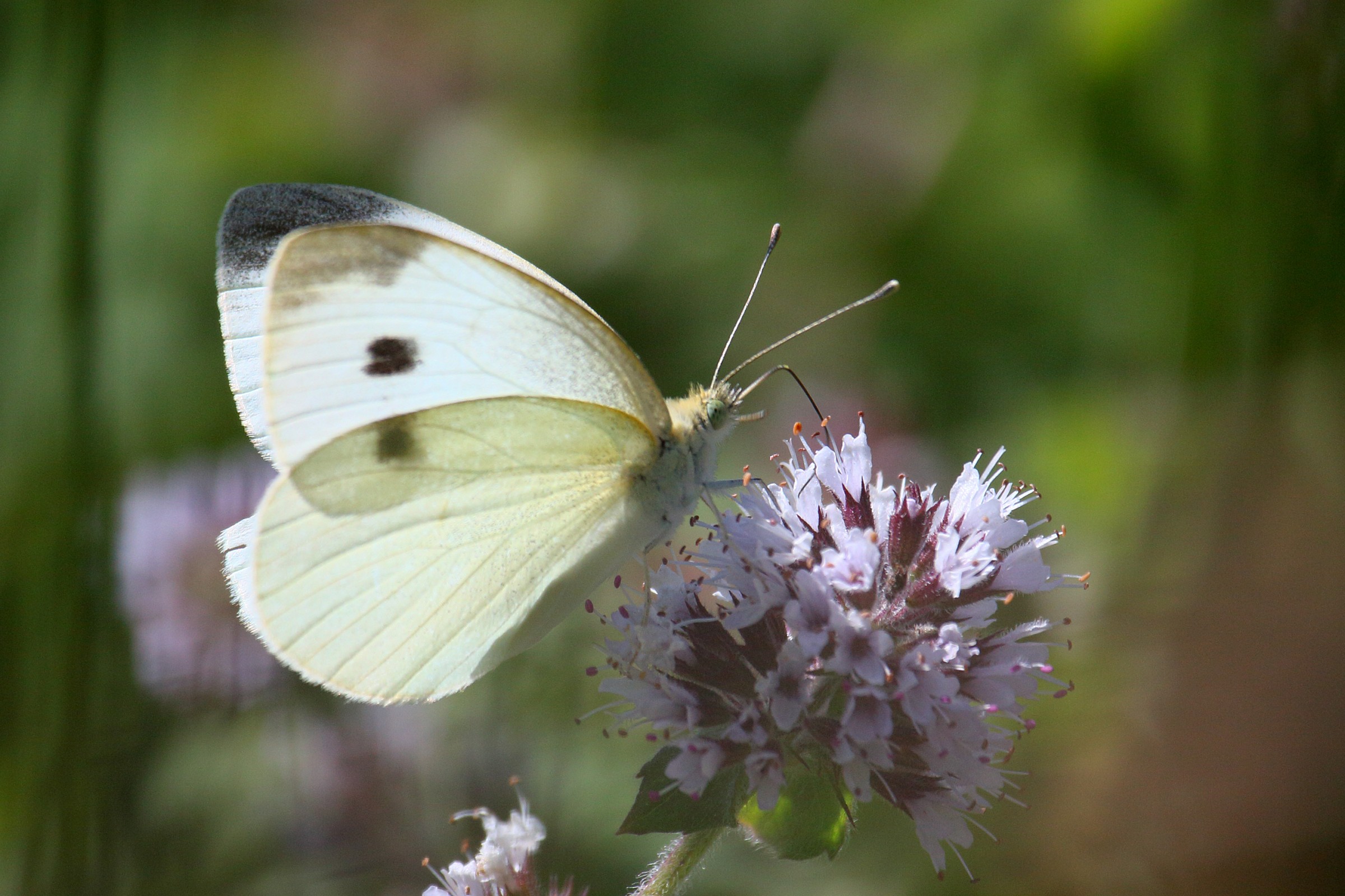 Butterfly on Flower spontaneous