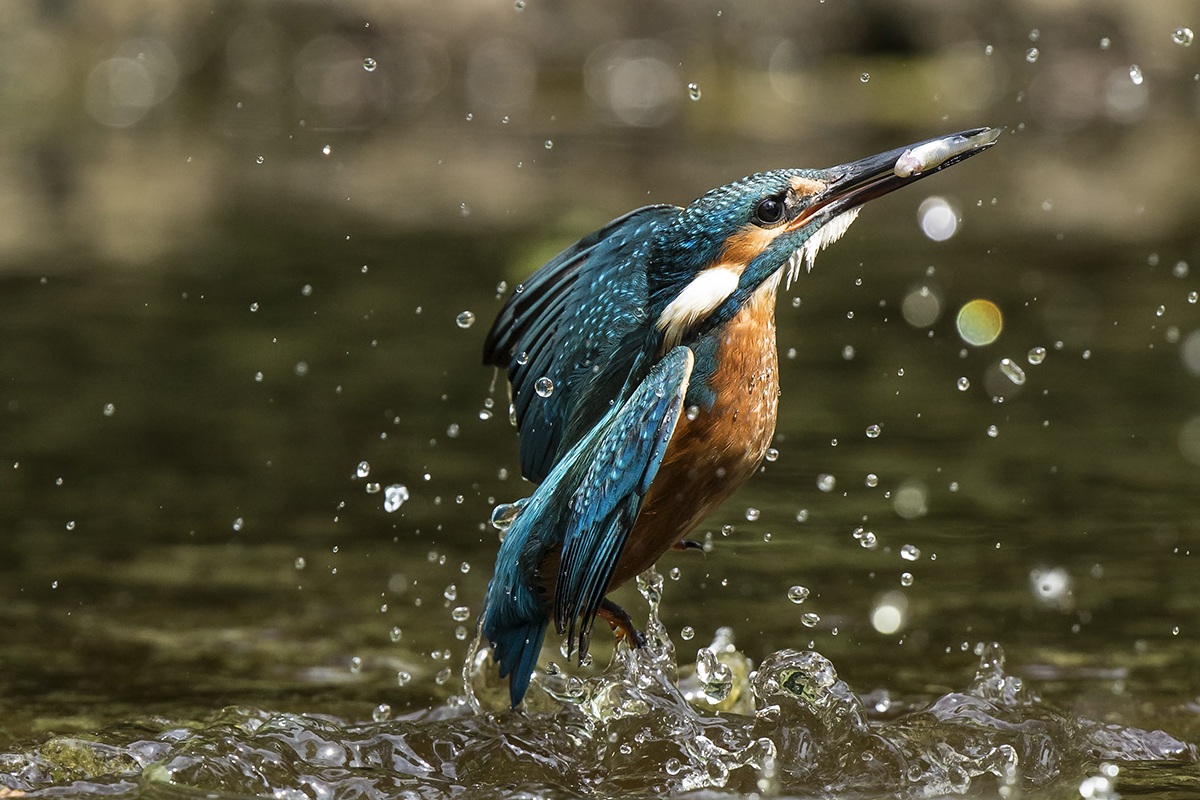 Kingfisher