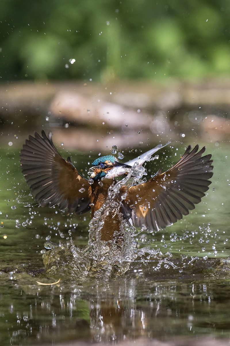 Kingfisher