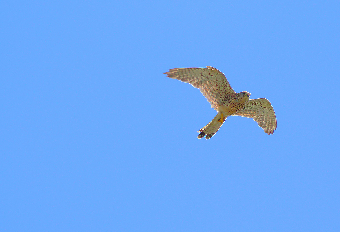 Kestrel with prey