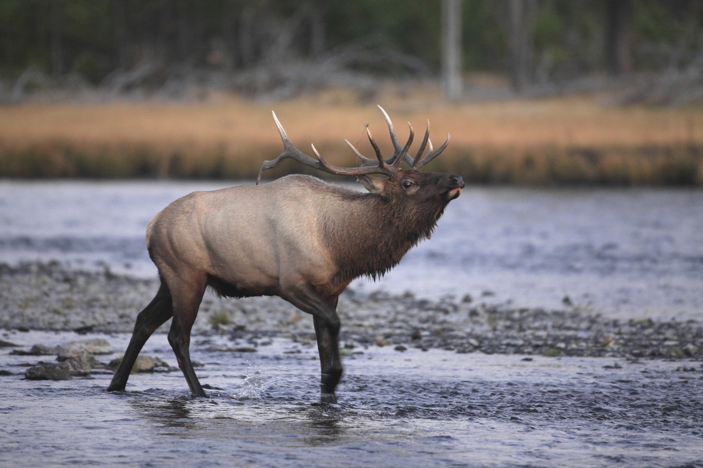 Rutting bulls of Yellowstone