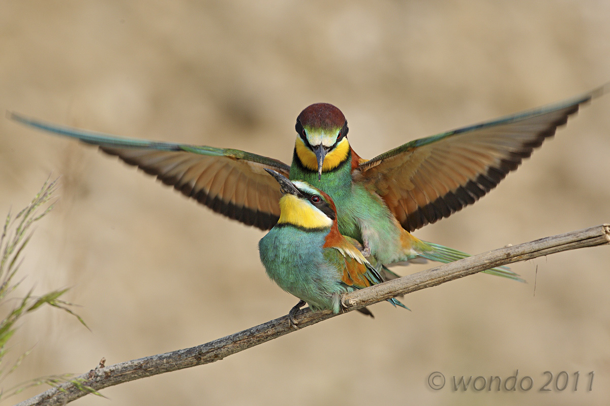 Merops apiaster (Bee) 1