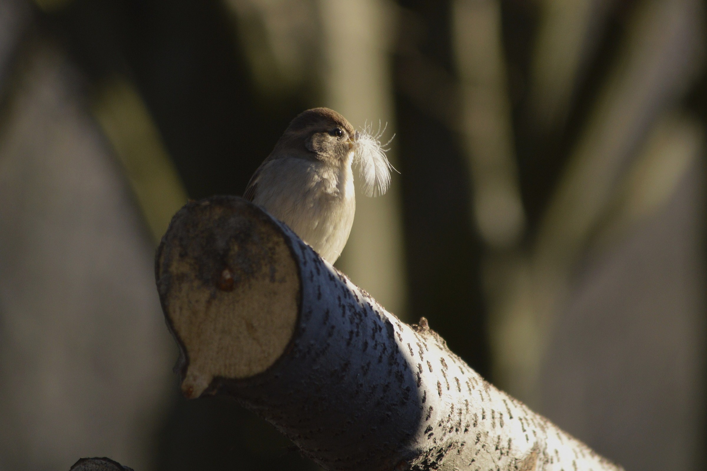 il passero e la piuma