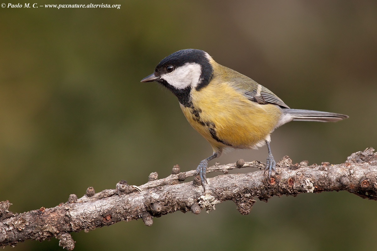 Great Tit