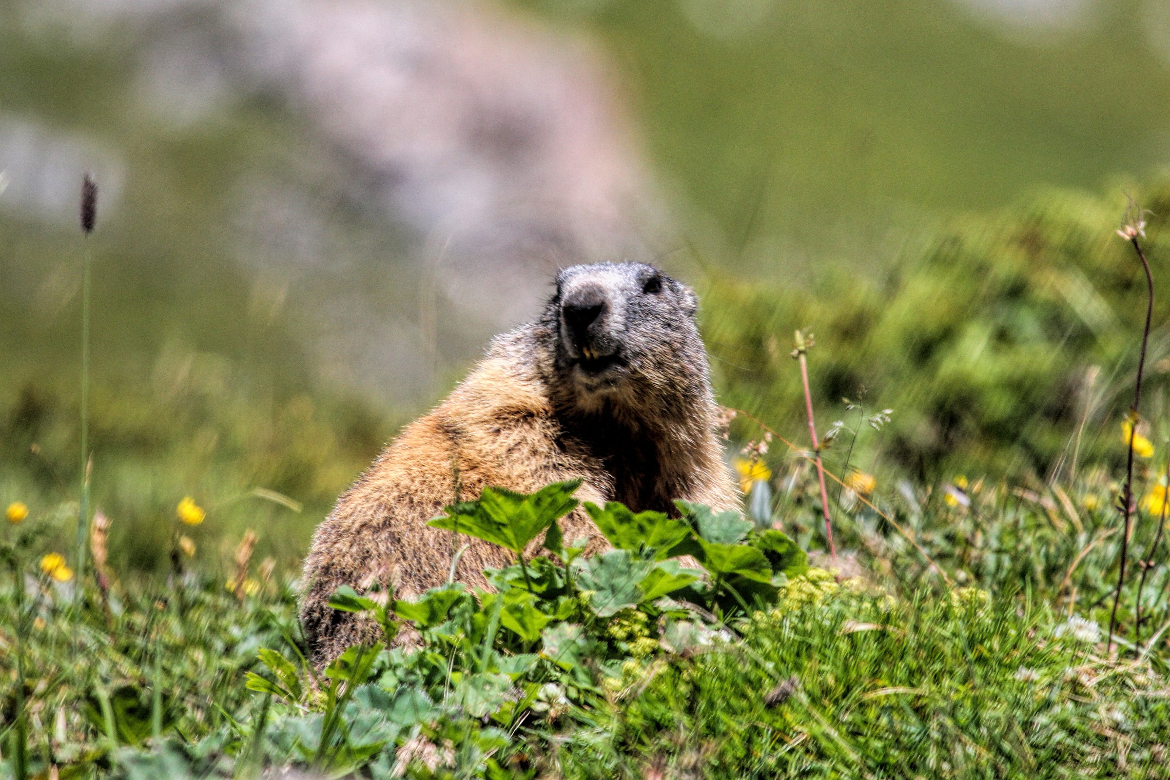marmotta Val da Fain