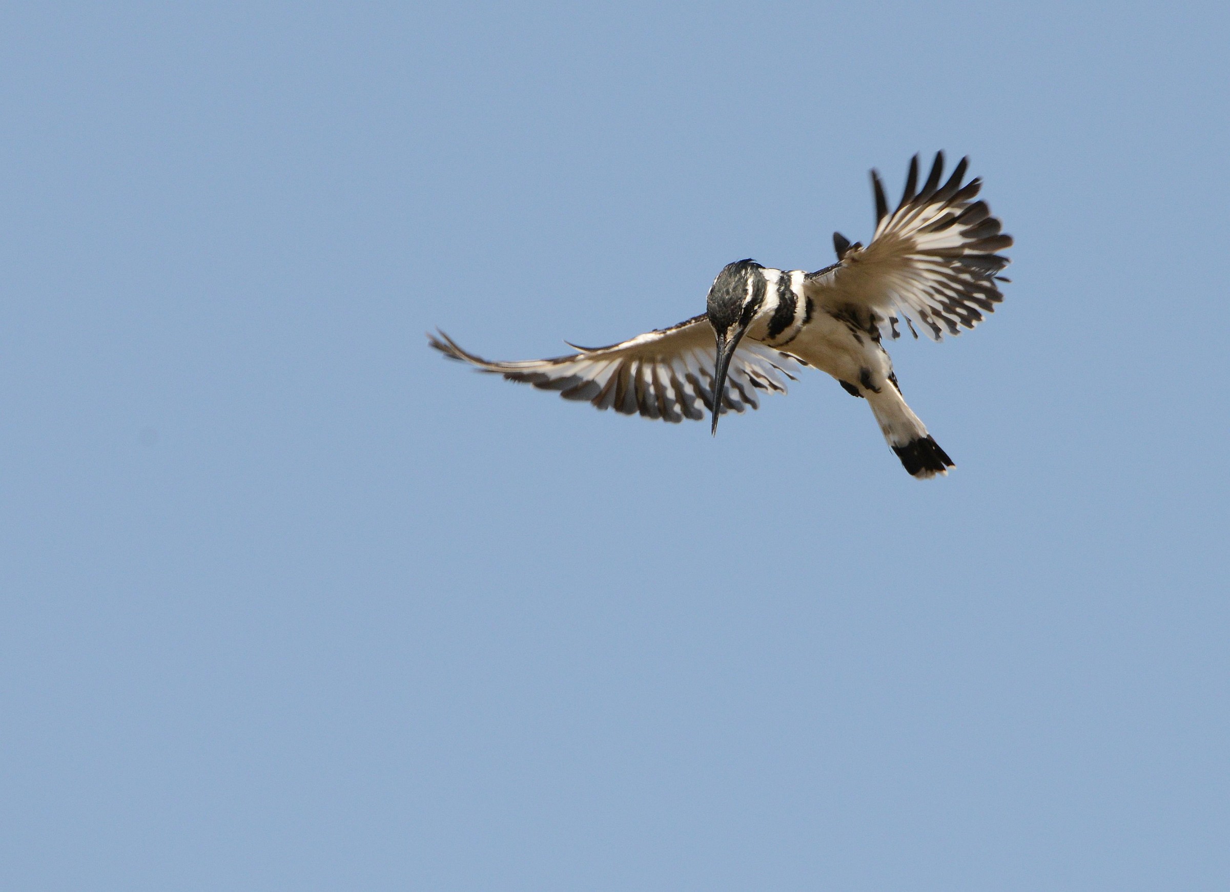 kingfisher black and white