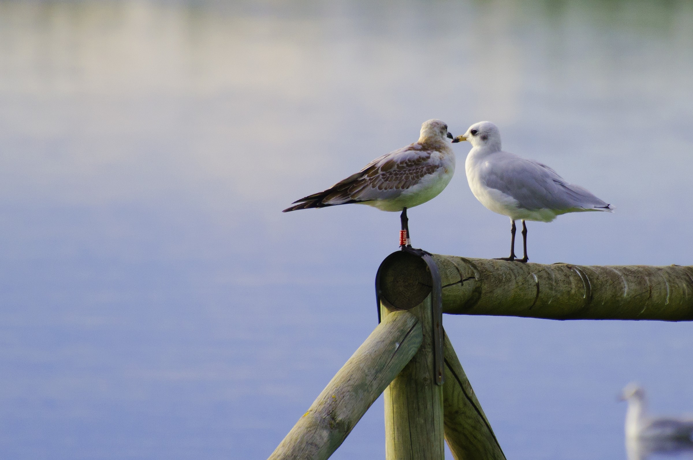 il bacio del gabbiano
