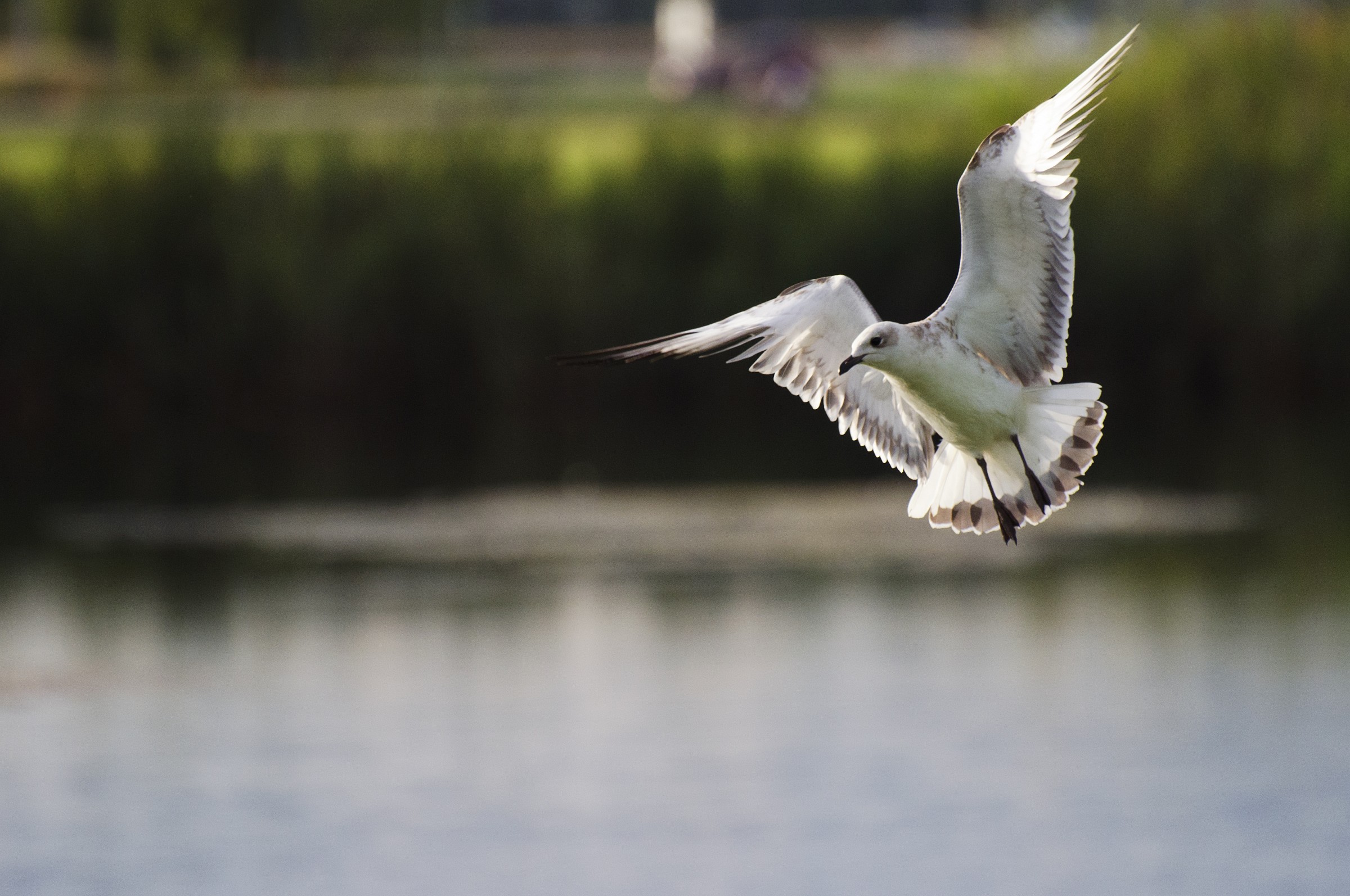 il volo del gabbiano