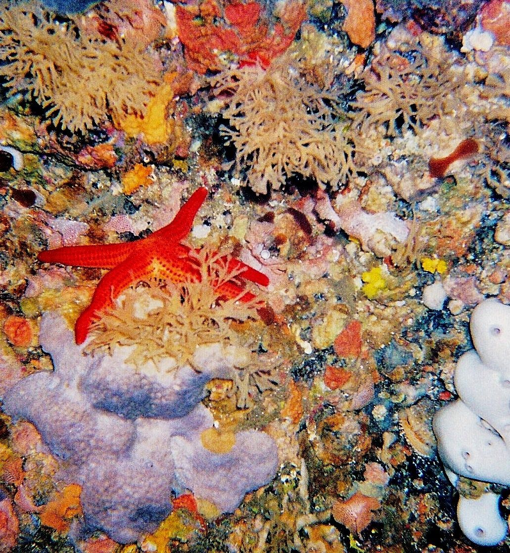 Interior of cave near Palmi - Costa Viola-RC