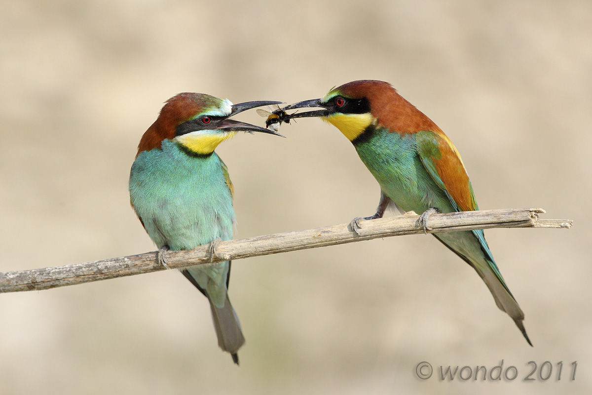 Merops apiaster (Bee) 4