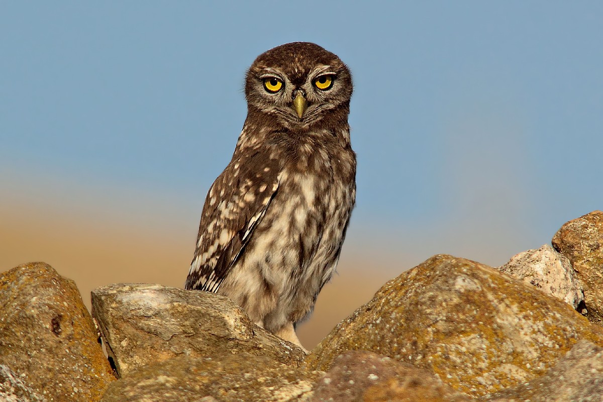 Lo sguardo ammiccante della civetta