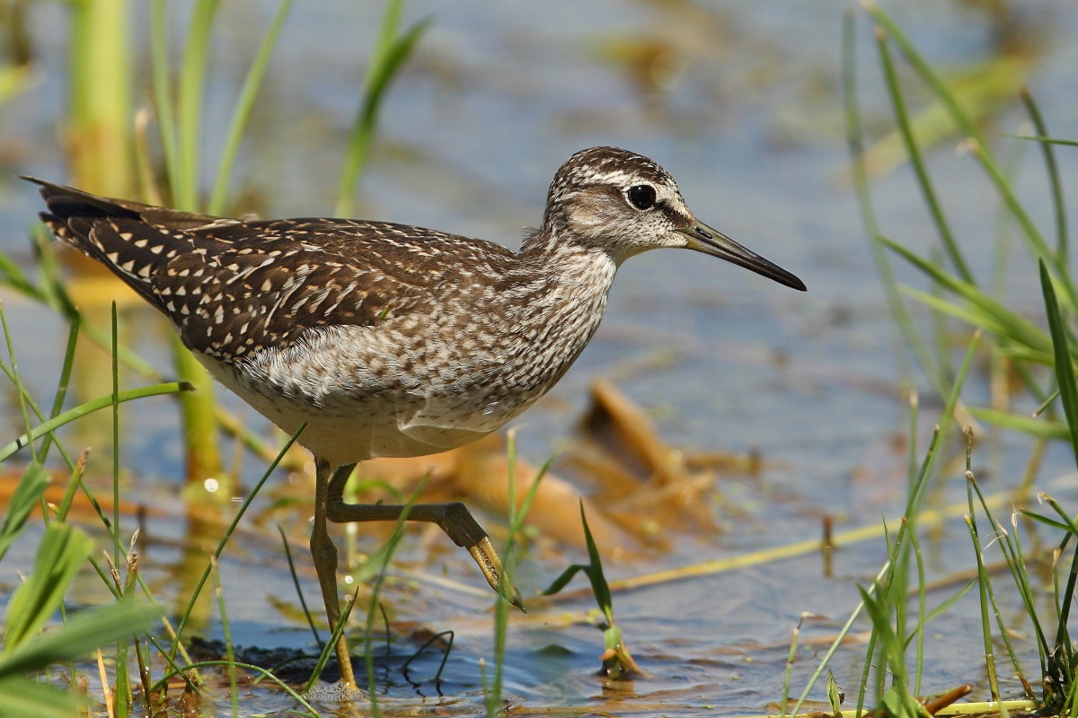 Piro piro boschereccio