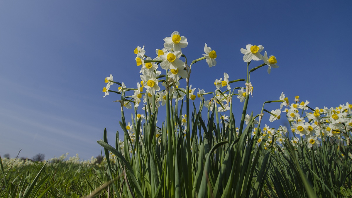 Wild Daffodils