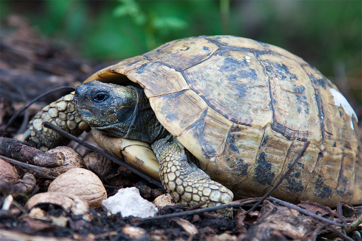 Tartaruga terrestre