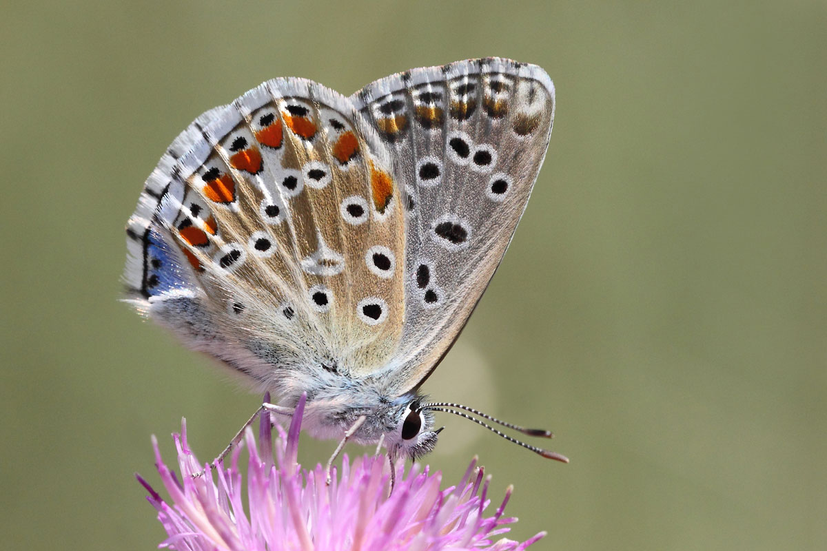 Polyommatus bellargus M.
