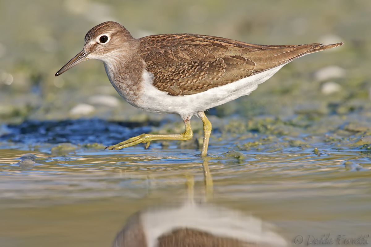 Common Sandpiper young
