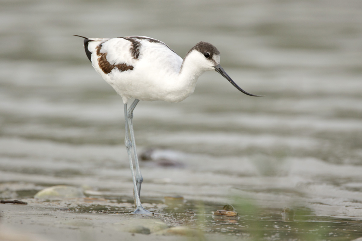 Young curious avocet