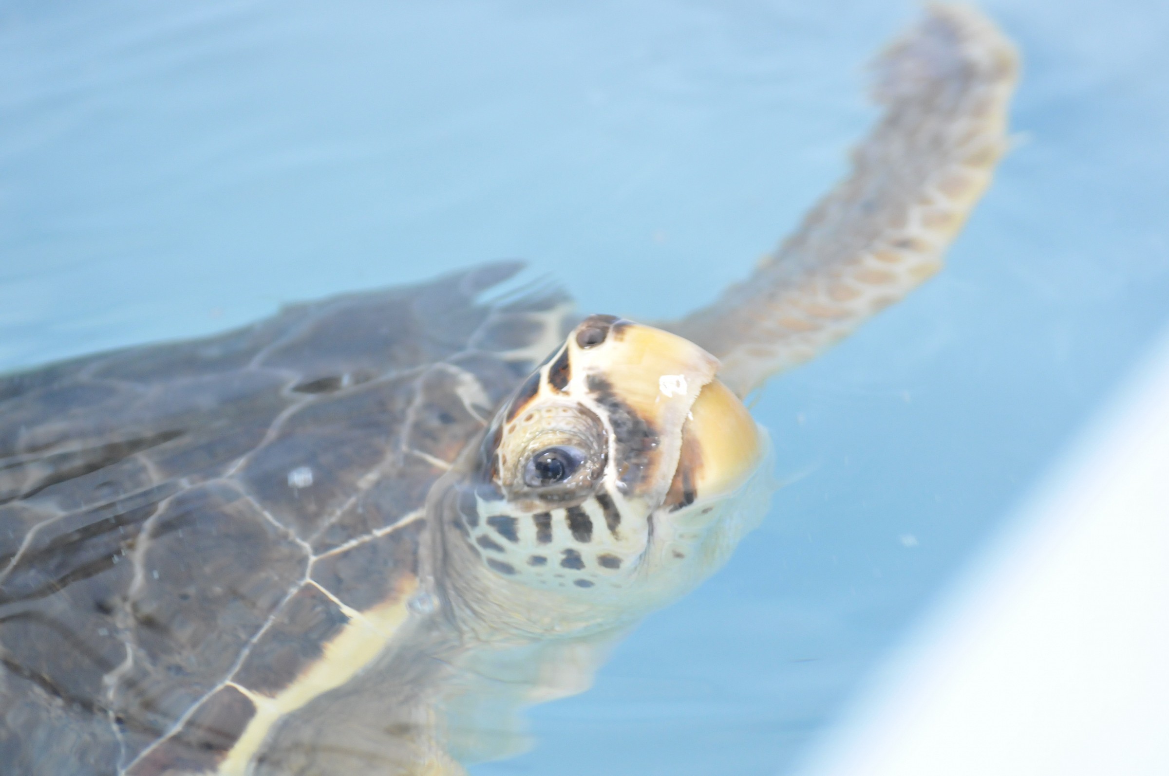 tartaruga con testa fuori acqua